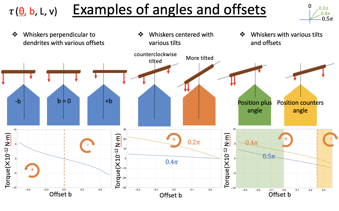 simulation of particle engulfment